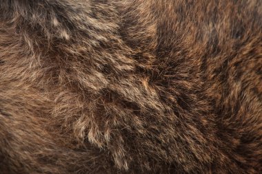 Brown bear fur texture. clipart