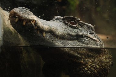 Düz alınlı caiman (Paleosuchus trigonatus).