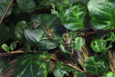 House crickets (Acheta domestica). clipart
