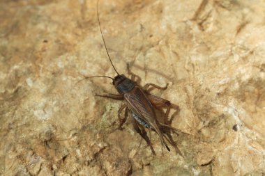 House kriket (Acheta domestica). 