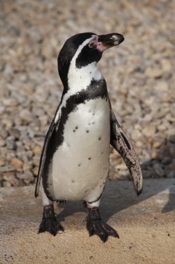 Humboldt penguin (Spheniscus humboldti). clipart