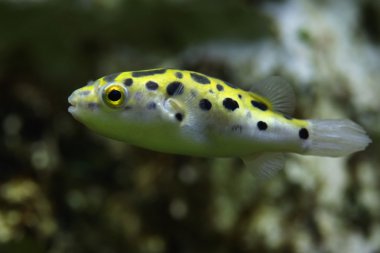 Green spotted puffer clipart