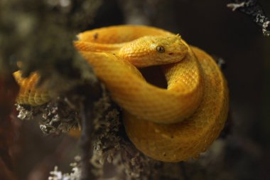 Eyelash viper (Bothriechis schlegelii). clipart