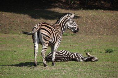 Chapman's zebras (Equus quagga chapmani). clipart