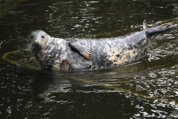 Grey seal (Halichoerus grypus). — Stock Photo, Image