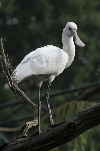 Espátula euroasiática (Platalea leucorodia). — Foto de Stock