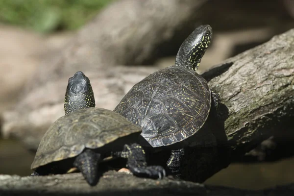 European pond turtles (Emys orbicularis). — Stock Photo, Image