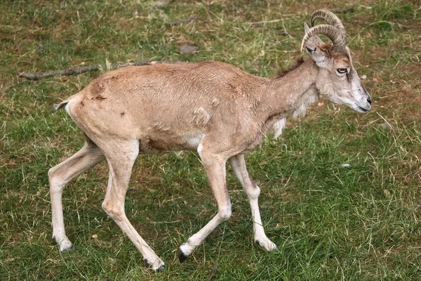 Transcaspian urial (Ovis orientalis arkal). — Stockfoto