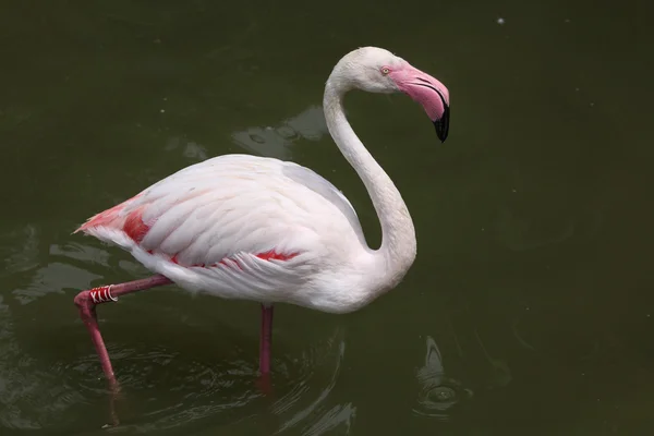 Grotere Flamingo (Phoenicopterus roseus). — Stockfoto