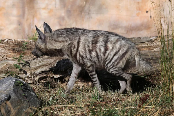 Csíkos hiéna (Hyaena hyaena)). — Stock Fotó
