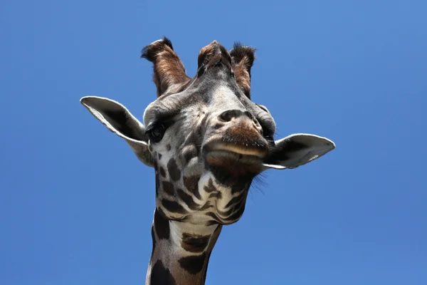 Jirafa de Rothschild (Giraffa camelopardalis rothschildi ). — Foto de Stock