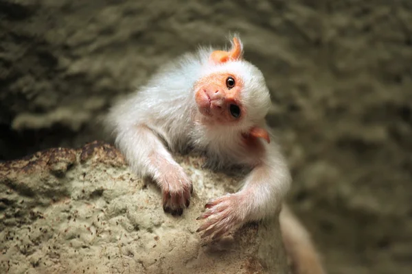 Marmoset plateado (Mico argentatus ). — Foto de Stock