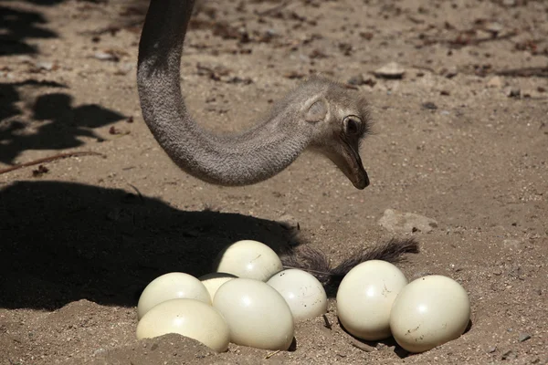 Ostrich inspects its eggs in nest. — Stock Photo, Image