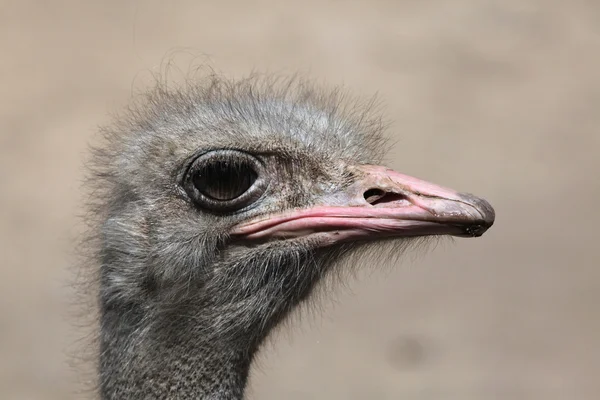 Avestruz (Struthio camelus ). — Foto de Stock