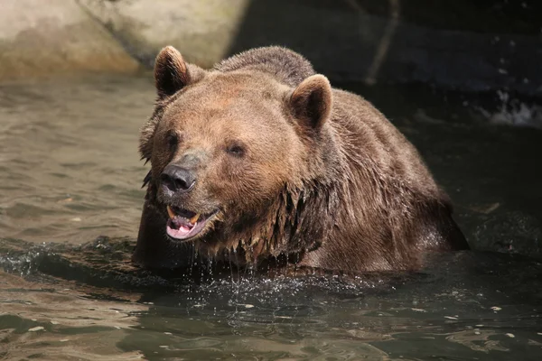 Бурый медведь (Ursus arctos)). — стоковое фото