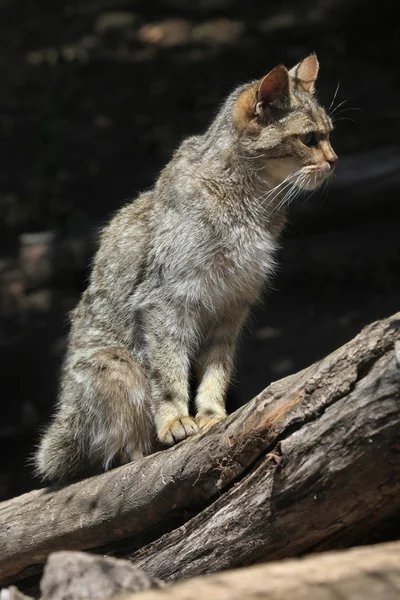 Dziki kot europejski (felis silvestris silvestris)). — Zdjęcie stockowe
