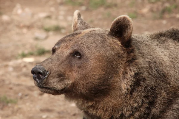 பழுப்பு கரடி (Ursus arctos) ). — ஸ்டாக் புகைப்படம்