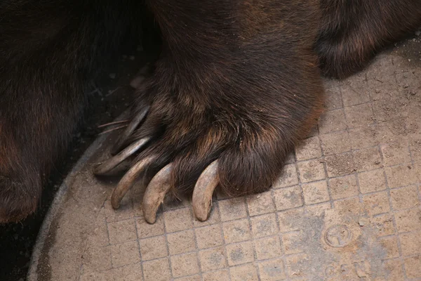 Artigli dell'orso bruno (Ursus arctos) . — Foto Stock