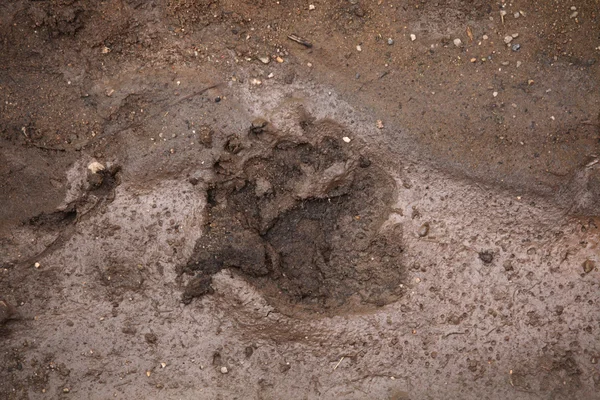 Brown bear footprint in mud. — Stock Photo, Image