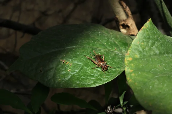 Casa de cricket (Acheta domestica ). — Foto de Stock