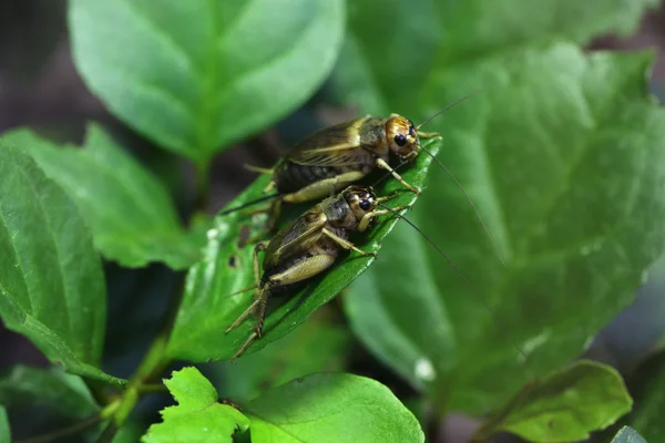 Grillos de casa (Acheta domestica ). — Foto de Stock