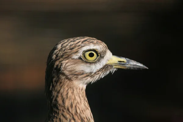 Curlew de pedra eurasiática (Burhinus oedicnemus ). — Fotografia de Stock