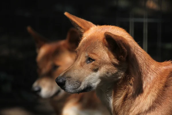 Dingos (Canis lupus dingo) ). — Photo
