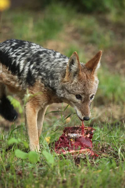 Chacal de fundo preto (canis mesomelas). — Fotografia de Stock