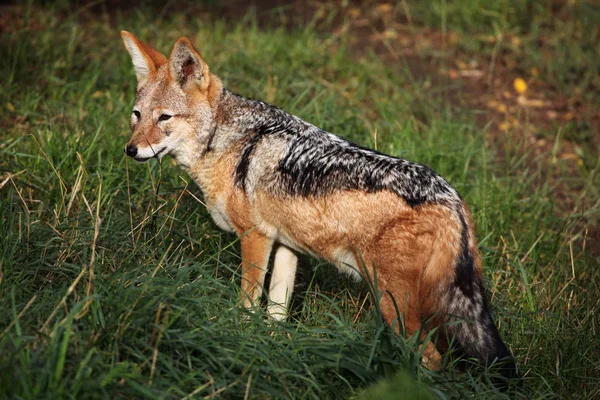 Black-backed jackal (Canis mesomelas). — Stock Photo, Image