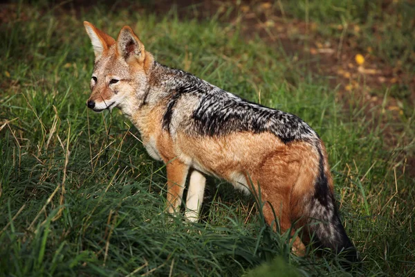 Chacal con respaldo negro (canis mesomelas). — Foto de Stock