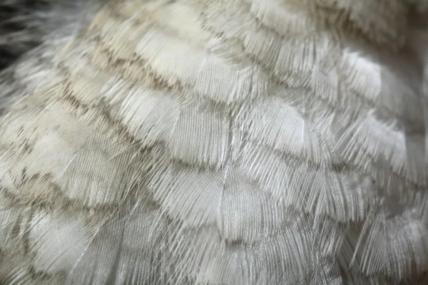 Laughing kookaburra plumage texture. — Stockfoto