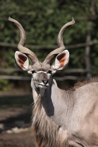 Grande Kudu (Tragelaphus strepsiceros ). — Fotografia de Stock