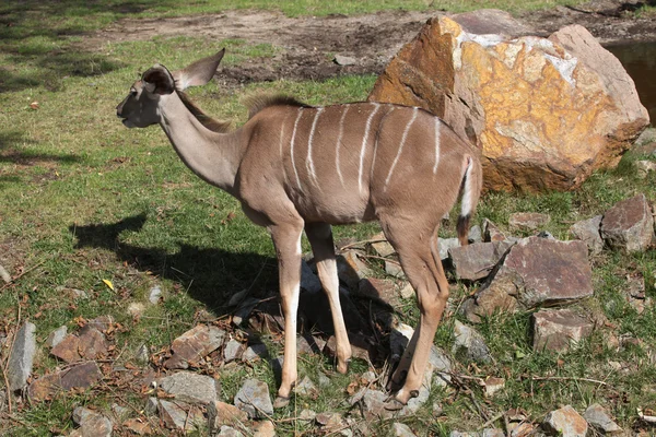 大kudu (Tragelaphus strepsiceros)). — 图库照片