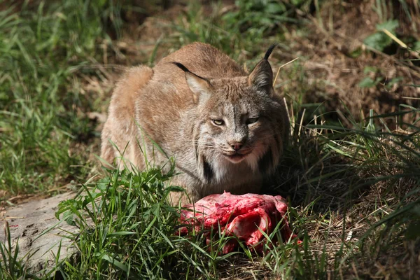 Lynx canadien (Lynx canadensis canadensis) ). — Photo