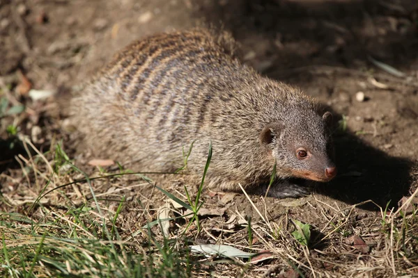 Pruhované mongoose (Mungos mungo colonus). — Stock fotografie