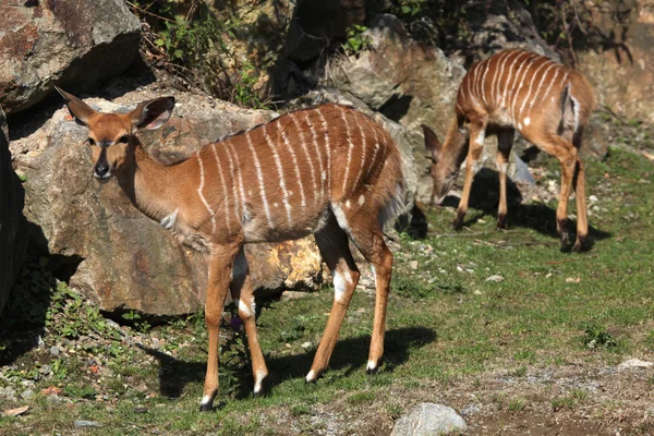 Lowland nyalas (Tragelaphus angasii). — 스톡 사진