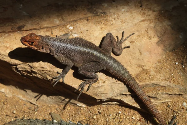 Grandidier's Madagascar swift — Stok fotoğraf