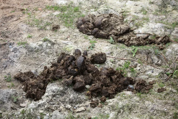 Excrementos de rinoceronte indio — Foto de Stock