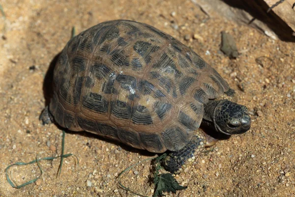 Common spider tortoise — Stock Photo, Image