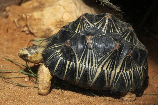 Utstrålad sköldpadda (astrochelys radiata). — Stockfoto