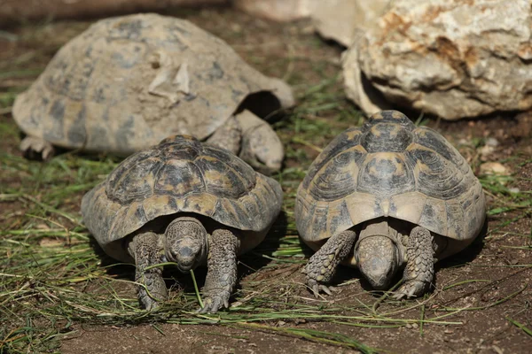 Oost-Hermann schildpadden — Stockfoto