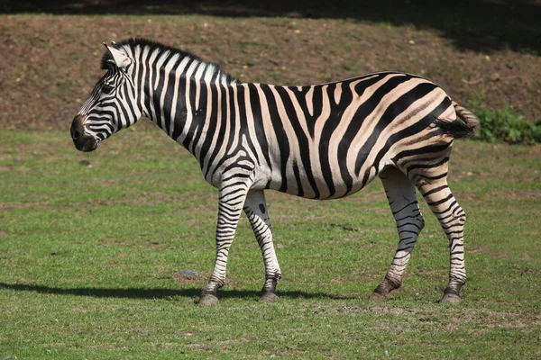 查普曼的斑马 （equus 驴 chapmani). — 图库照片