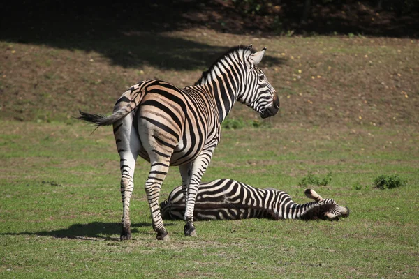 Chapman zebrák (Equus quagga chapmani). — Stock Fotó