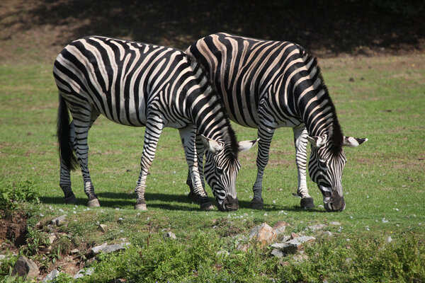 Chapman's zebras (Equus quagga chapmani). Wild life animals.