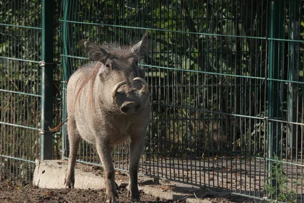 Κοινή Warthog (Phacochoerus Αφρικανός). — Φωτογραφία Αρχείου