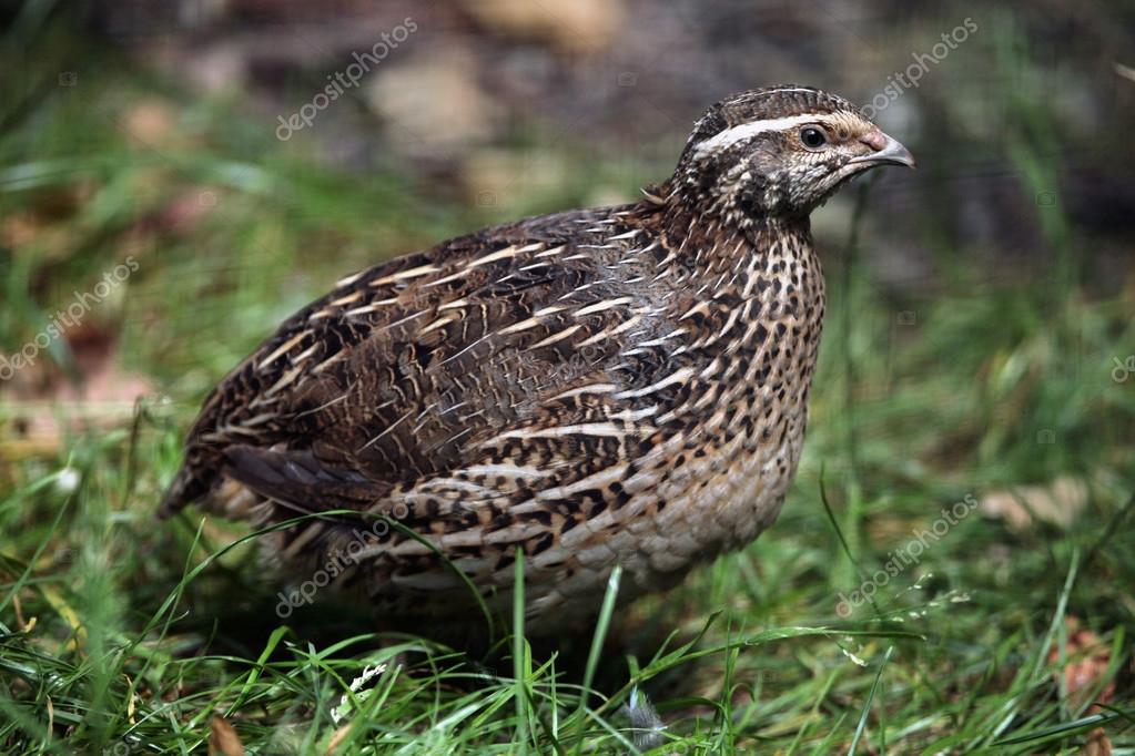Japanese quail coturnix japonica stock photo wrangel 83073868