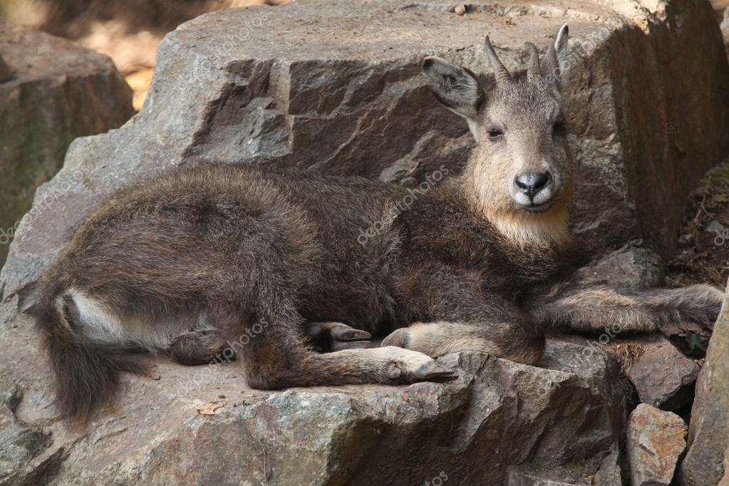 Central Chinese goral Stock Photo by ©wrangel 83074810
