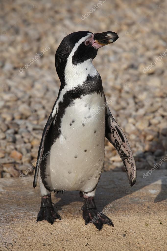 Humboldt penguin (Spheniscus humboldti). Stock Photo by ©wrangel 83074948