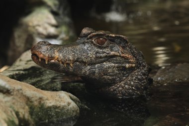 Düz alınlı caiman (Paleosuchus trigonatus).