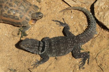 Madagascar spiny tailed iguana and tortoise clipart